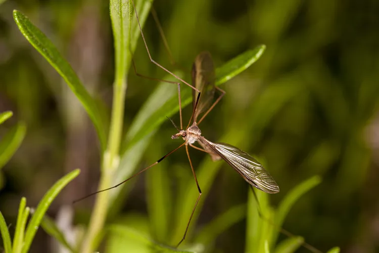 Foto principal de Leishmaniasis