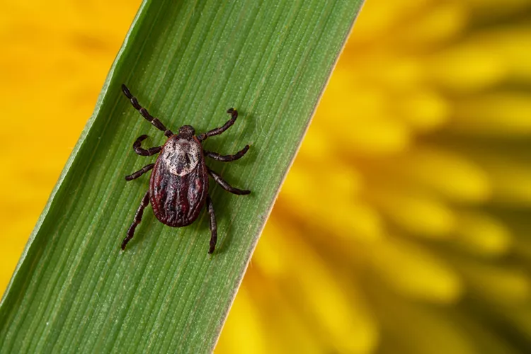 Foto principal de Tularemia