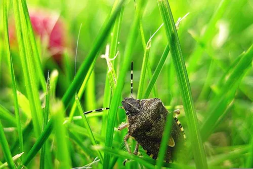 Enfermedad de Chagas