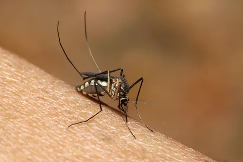 Malaria